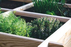芳香的草药，莳萝，百里香，欧芹和奇夫在高架床花园中。“width=