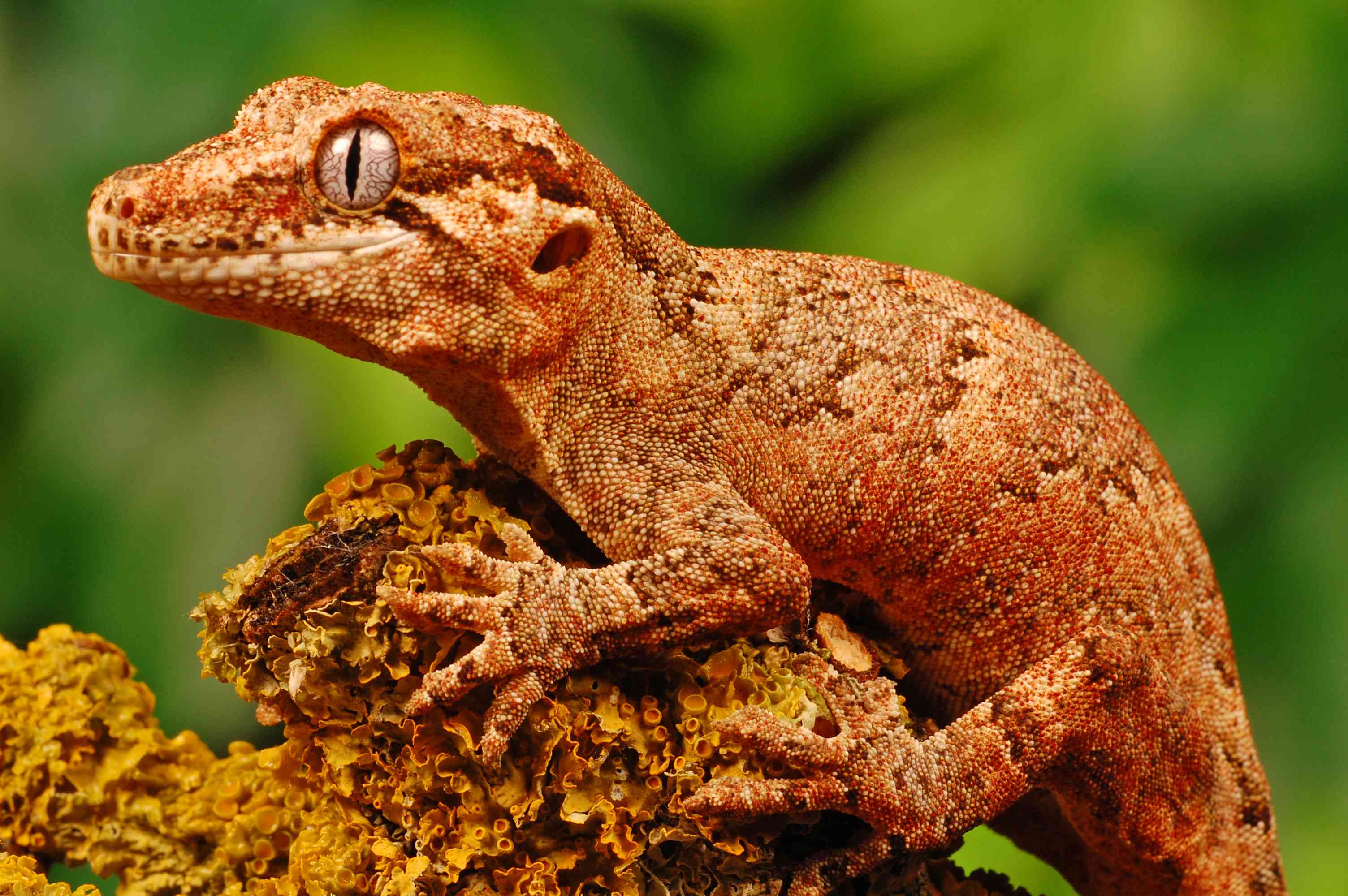 Gargoyle Gecko.