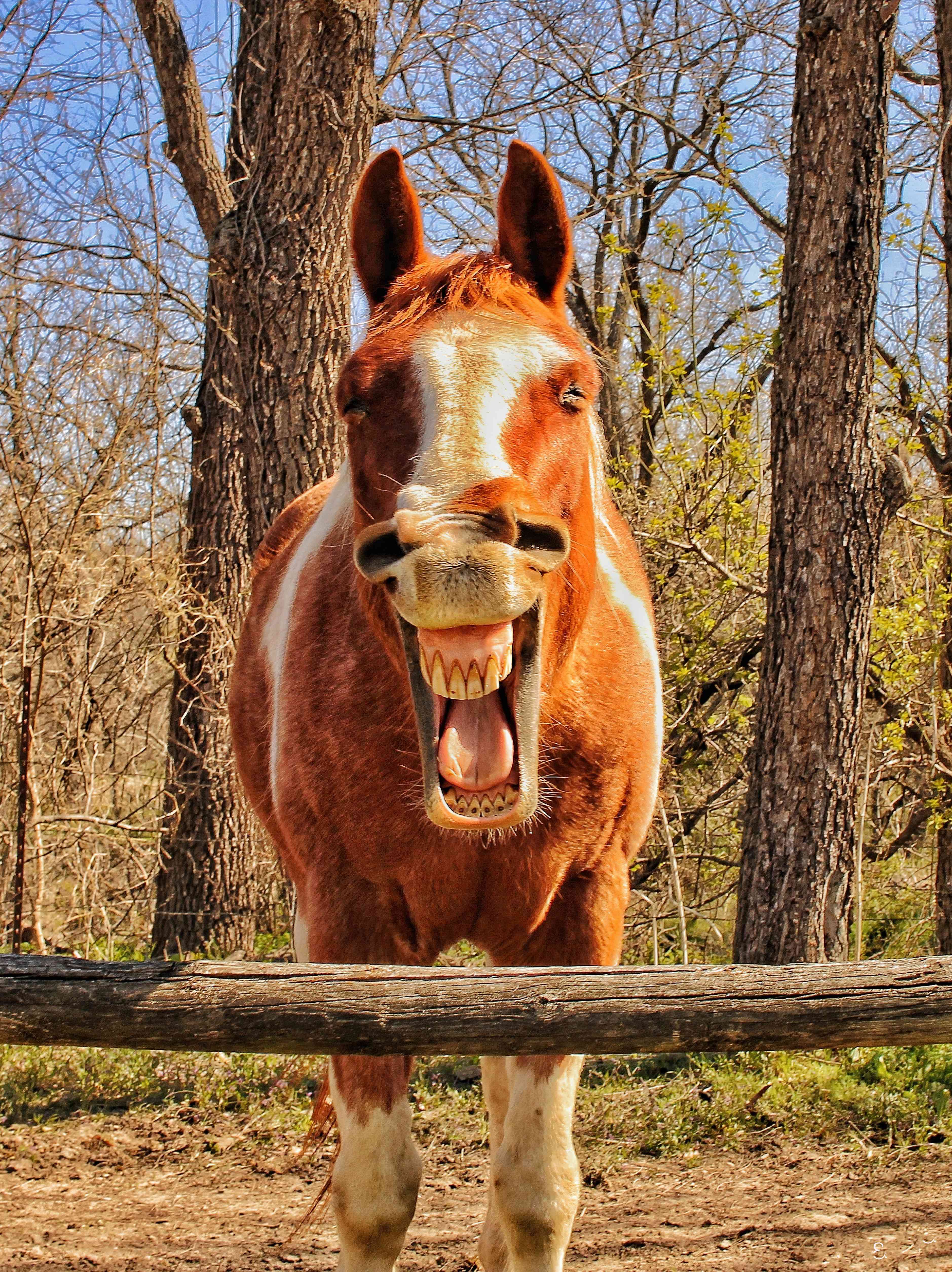 马对篱笆微笑