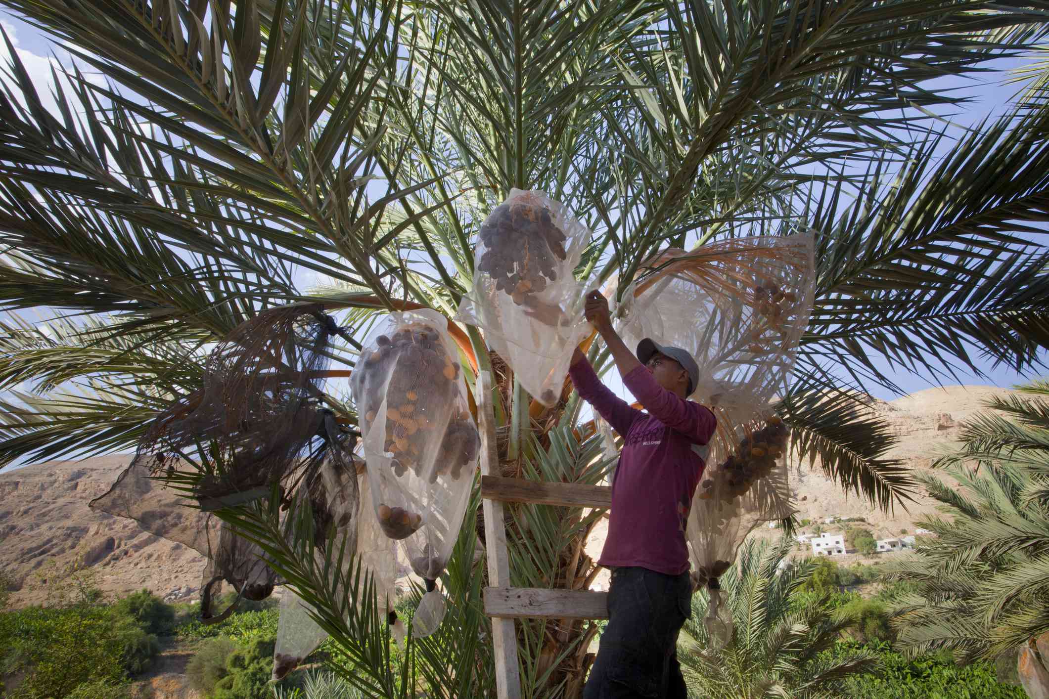 从棕榈树上采集椰枣的年轻人