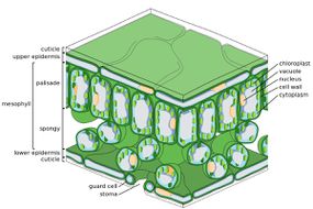 双子叶叶的细胞和组织结构