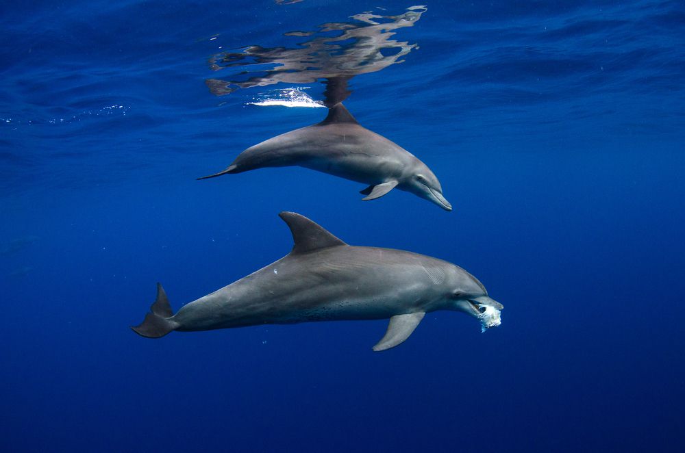 两只海豚嘴里含着白色的海绵