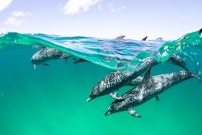 大西洋斑点的海豚在Bimini，巴哈马北部的水域“width=
