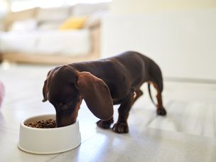 狗从碗里吃东西