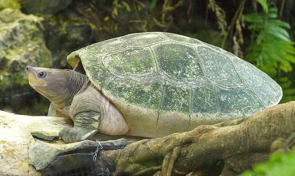 绿色的水龟在圆木上休息＂width=