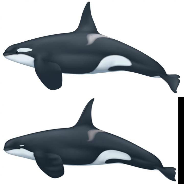 虎鲸的比较
