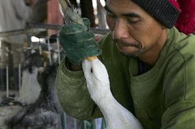 一个农场工人用管子给鸭子喂食。