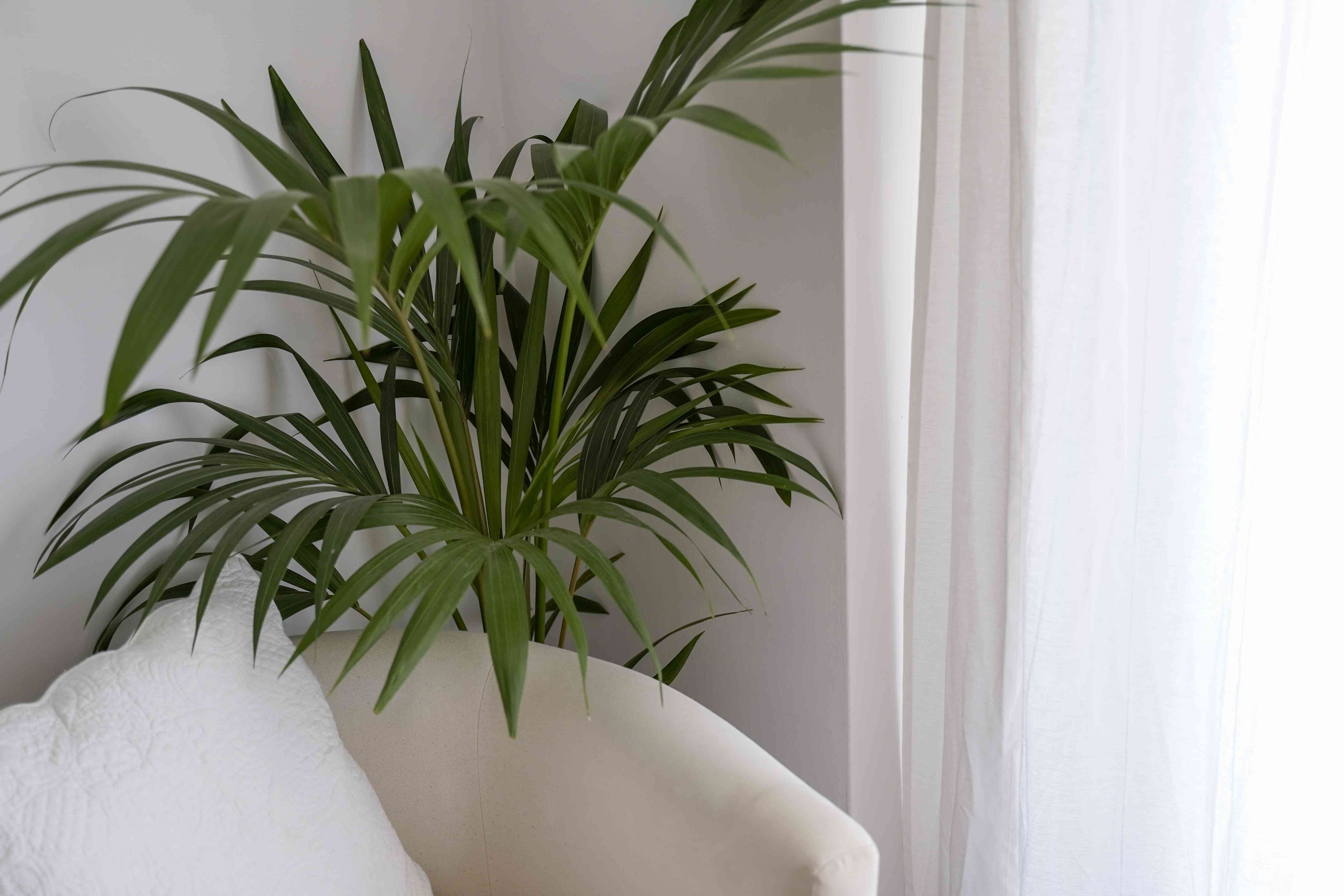 棕榈树装饰客厅＂width=