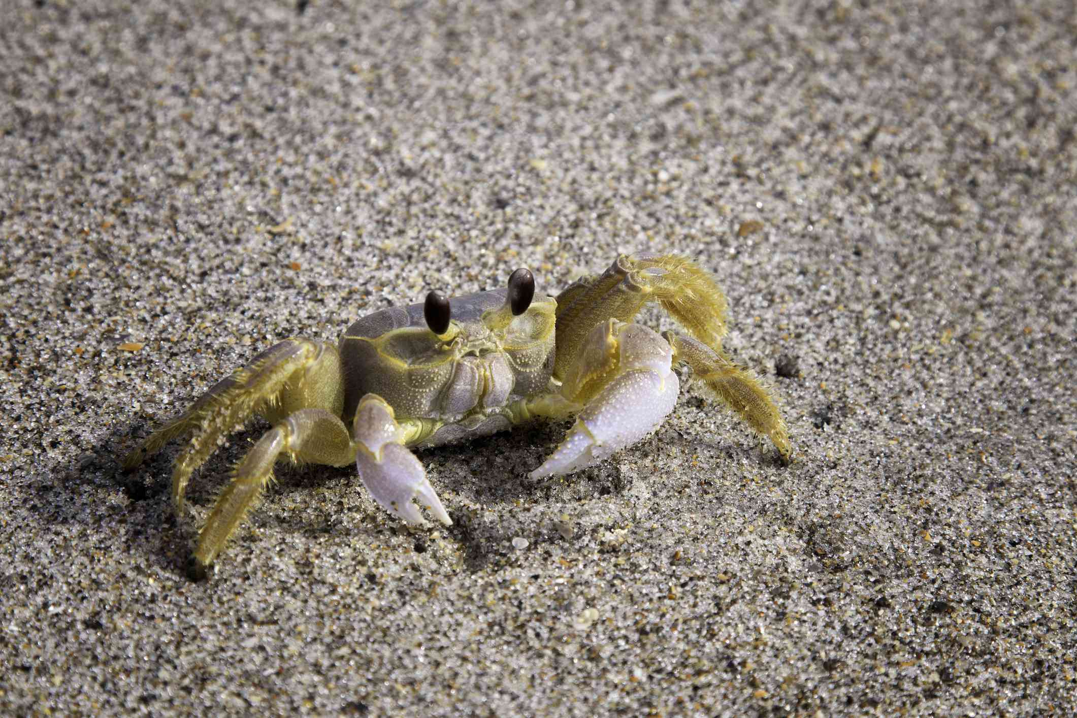 佛罗里达海滩上的大西洋幽灵蟹的特写图像