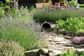 A gravel garden with stones and low-water plantings