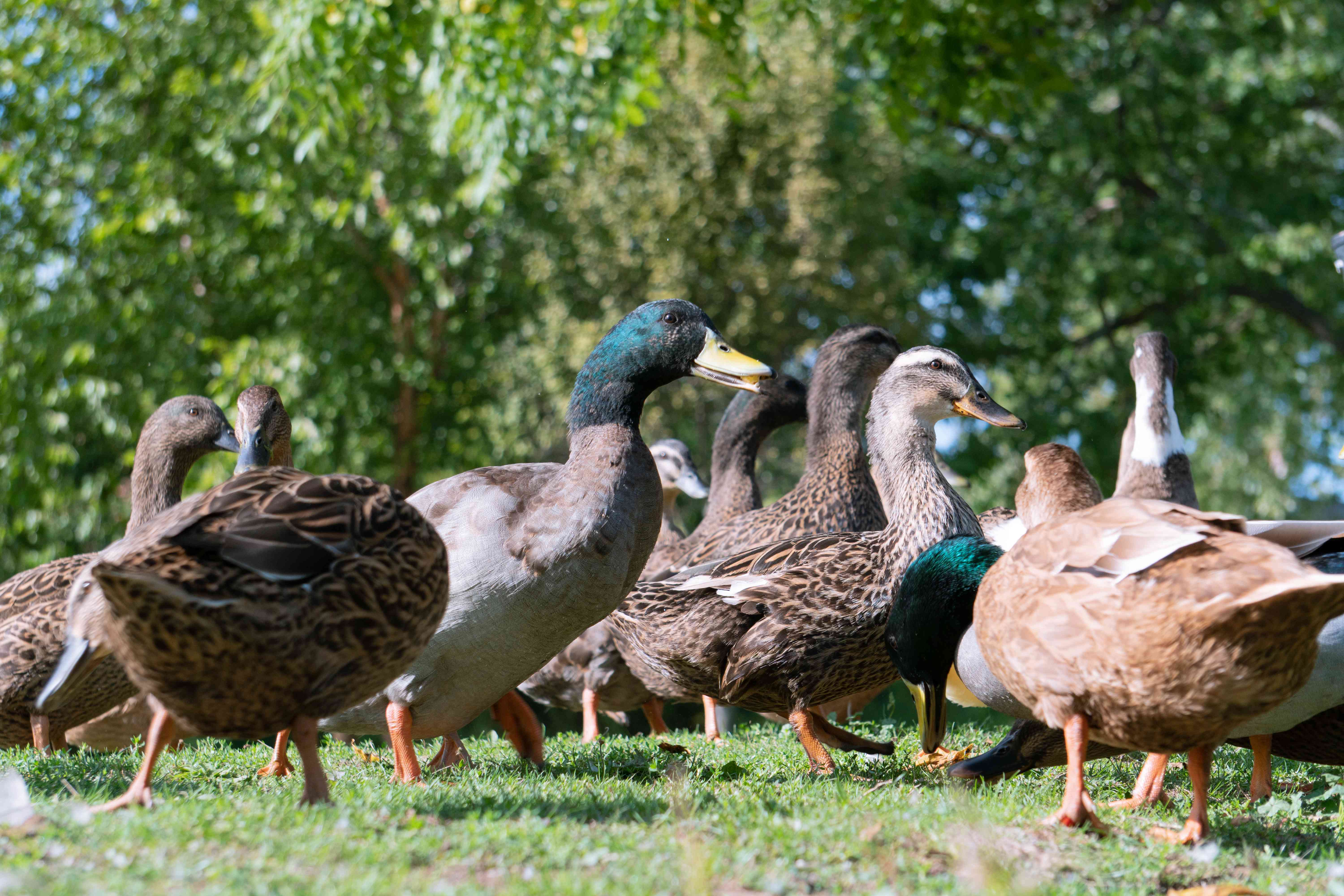 群鸭子在草地上公园