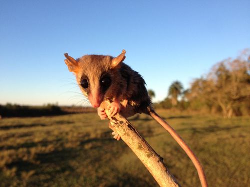 一只老鼠从大西洋森林的被砍伐的区域负鼠,东部巴拉圭。”class=