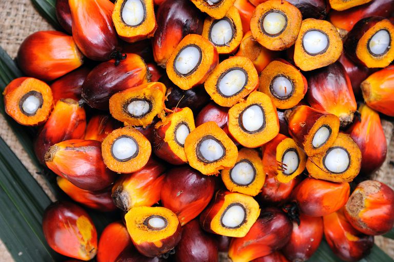 棕榈籽，用于棕榈油
