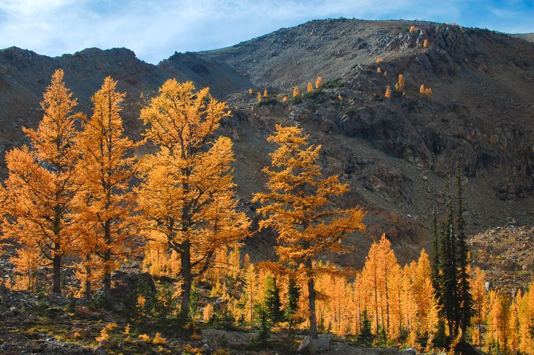 西部落叶松，金黄色的叶子映衬着山的背景。