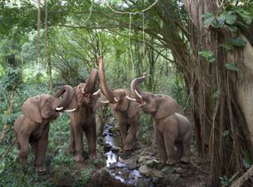 大象在一个热带雨林