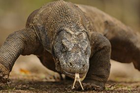 Komodo Dragon的特写舌头“width=