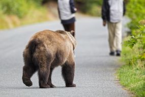 一只棕熊在阿拉斯加的两名游客后面“width=
