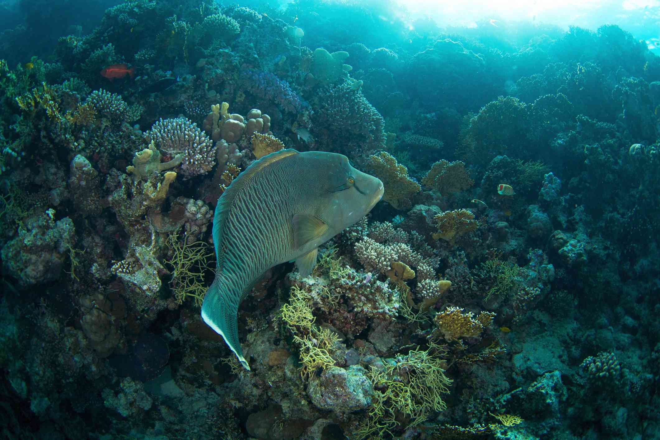 Humphead在其珊瑚礁栖息地中“width=