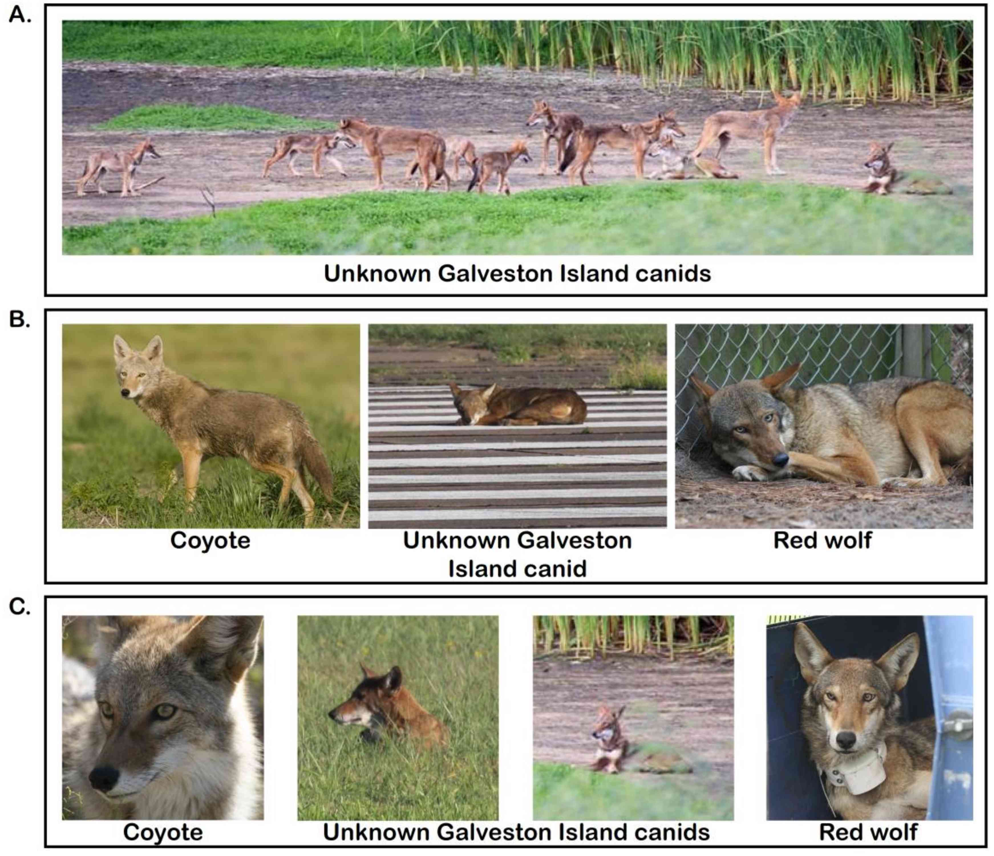 郊狼、红狼和加尔维斯顿岛犬科动物的照片比较“width=