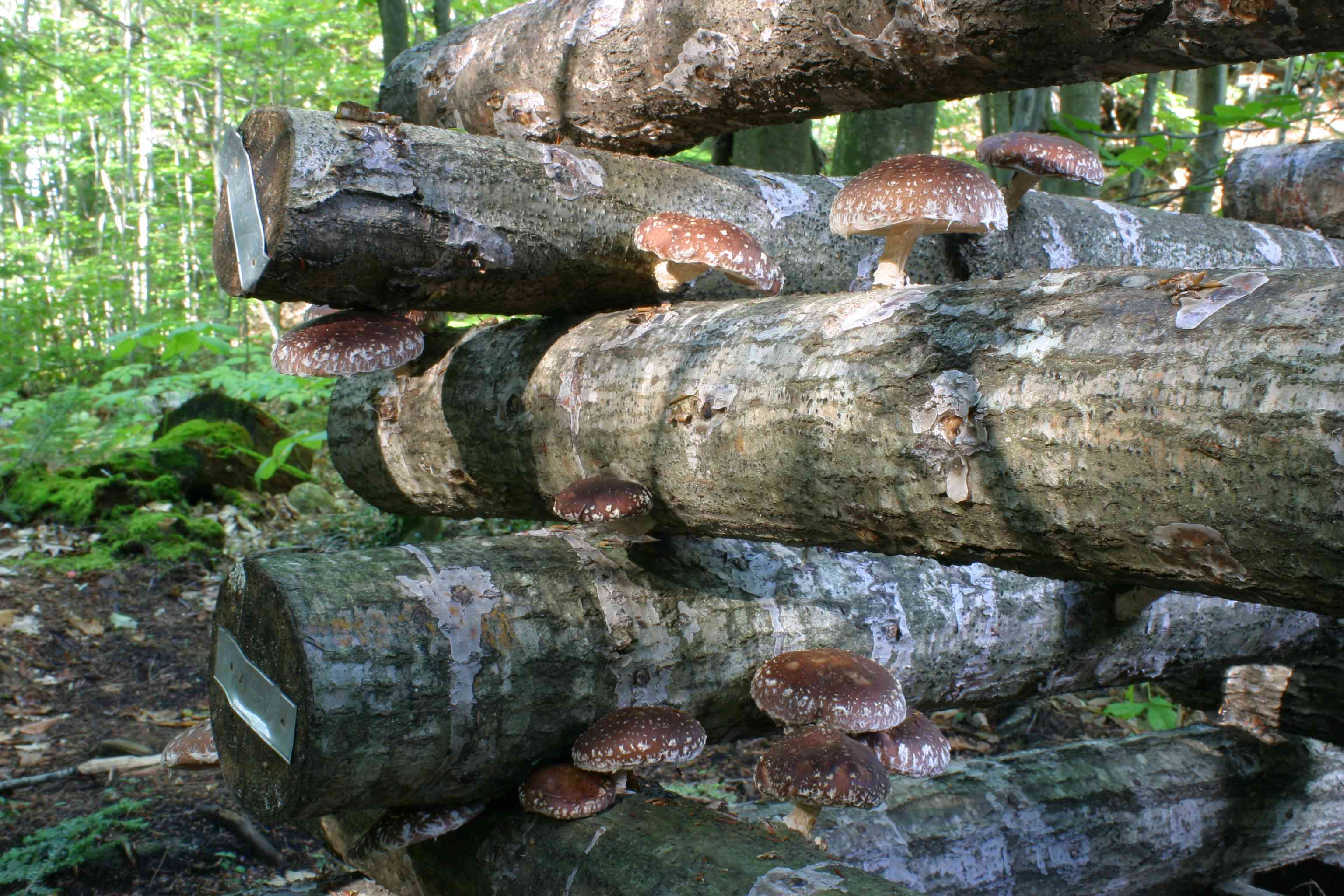 香菇木一堆一堆。