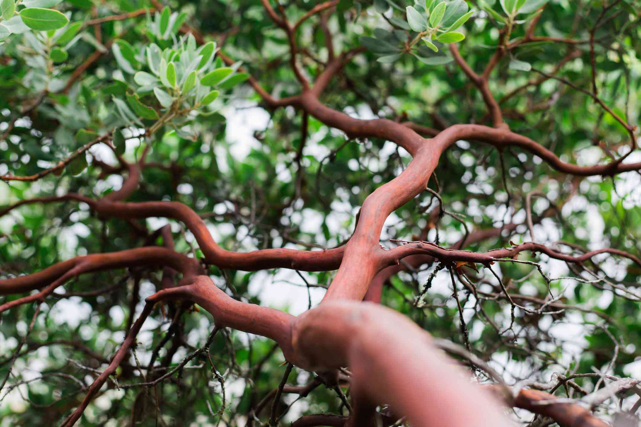 Arctostaphylos Manzanita灌木丛