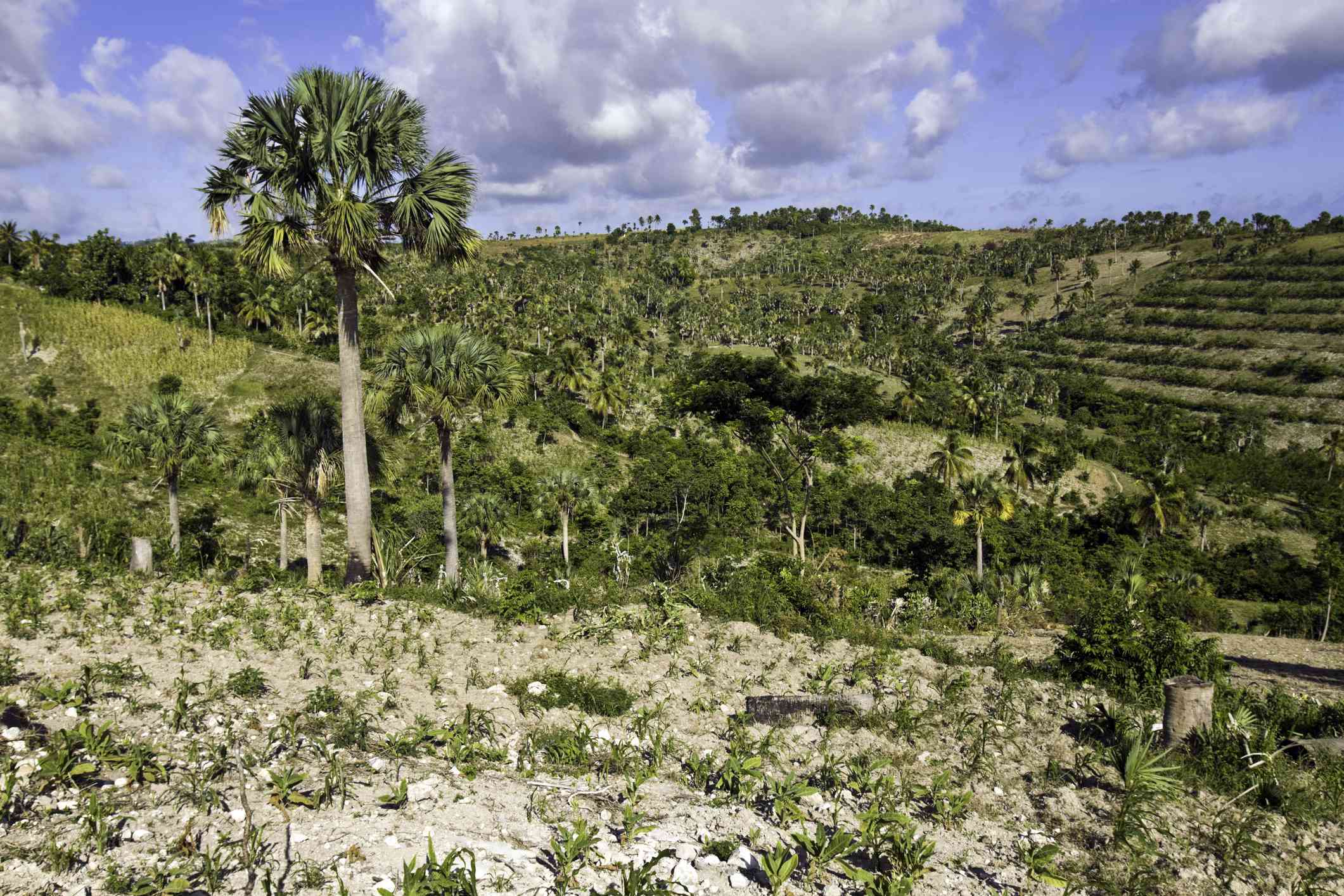海地，东南省，森林砍伐