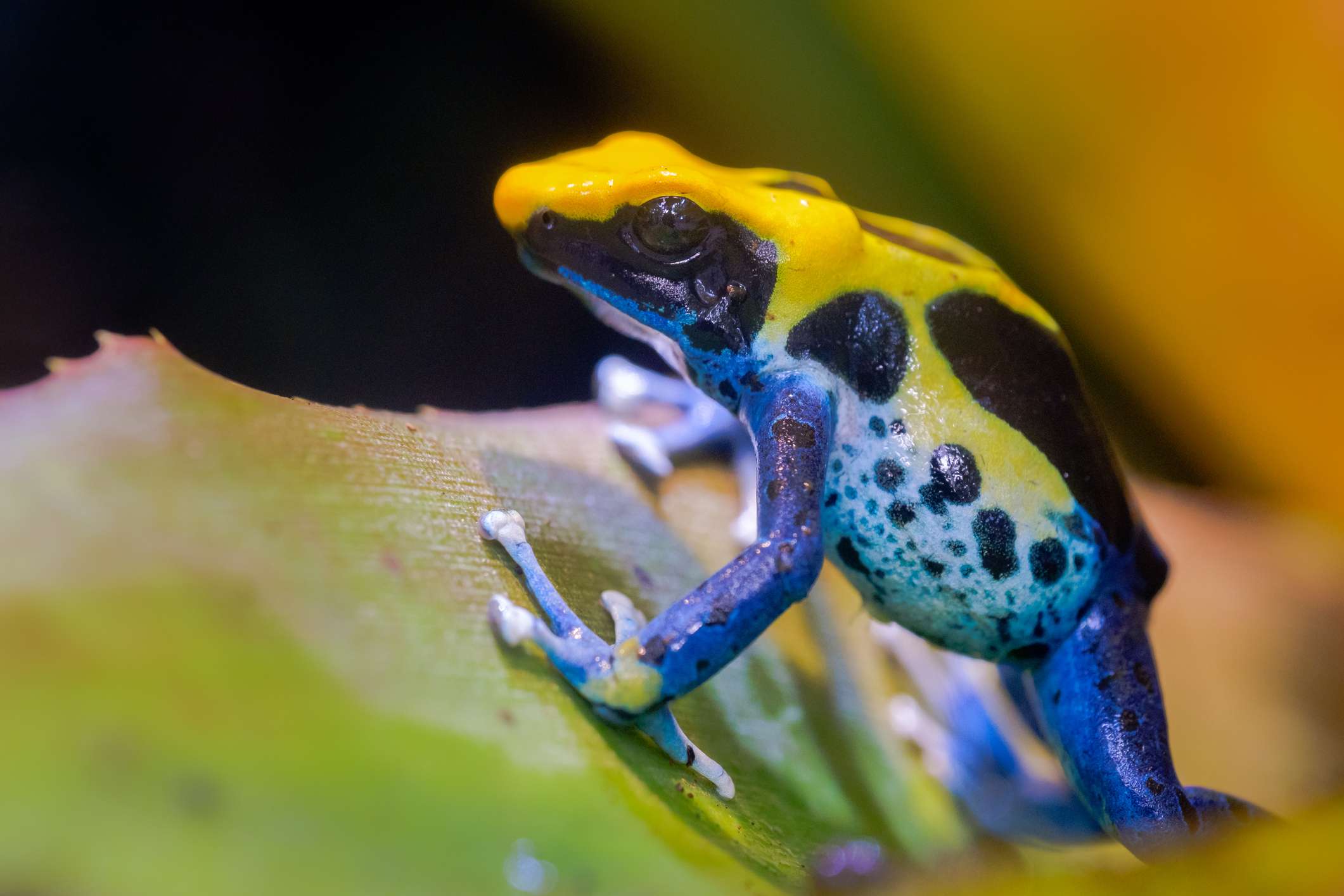 蓝色、黄色、黑色染色镖蛙坐准备扑向一片绿叶。”width=