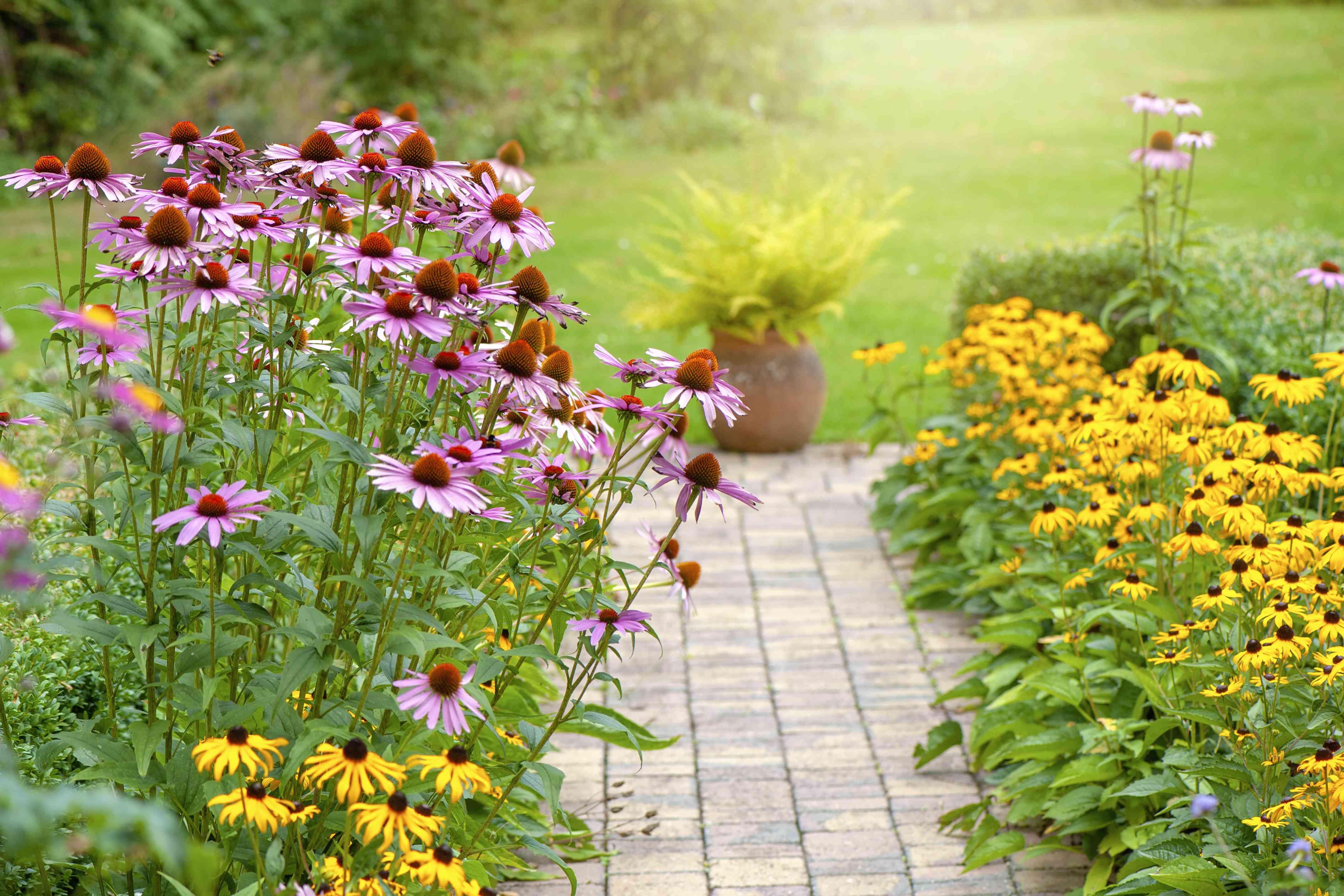 美丽的夏季花园花边框与紫锥菊紫红色，rudbeckia Yellow Coneflowers“width=