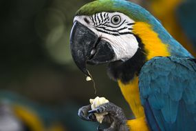蓝色和黄色的金刚鹦鹉在吃东西