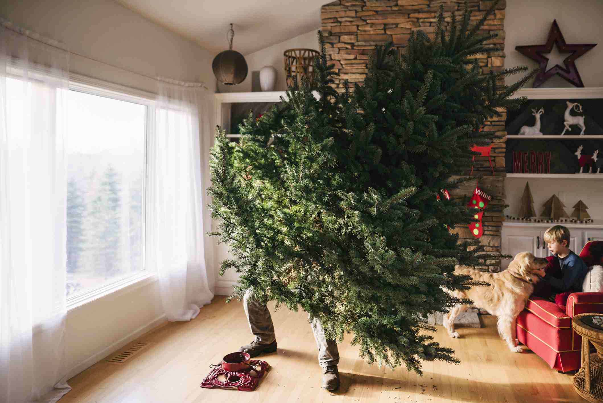 家庭在客厅里建造一棵圣诞树“width=