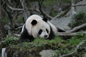 巨型熊猫具有非常特殊的栖息地偏好。“width=