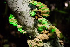 群Panellus stipticus在树上,发光的绿色