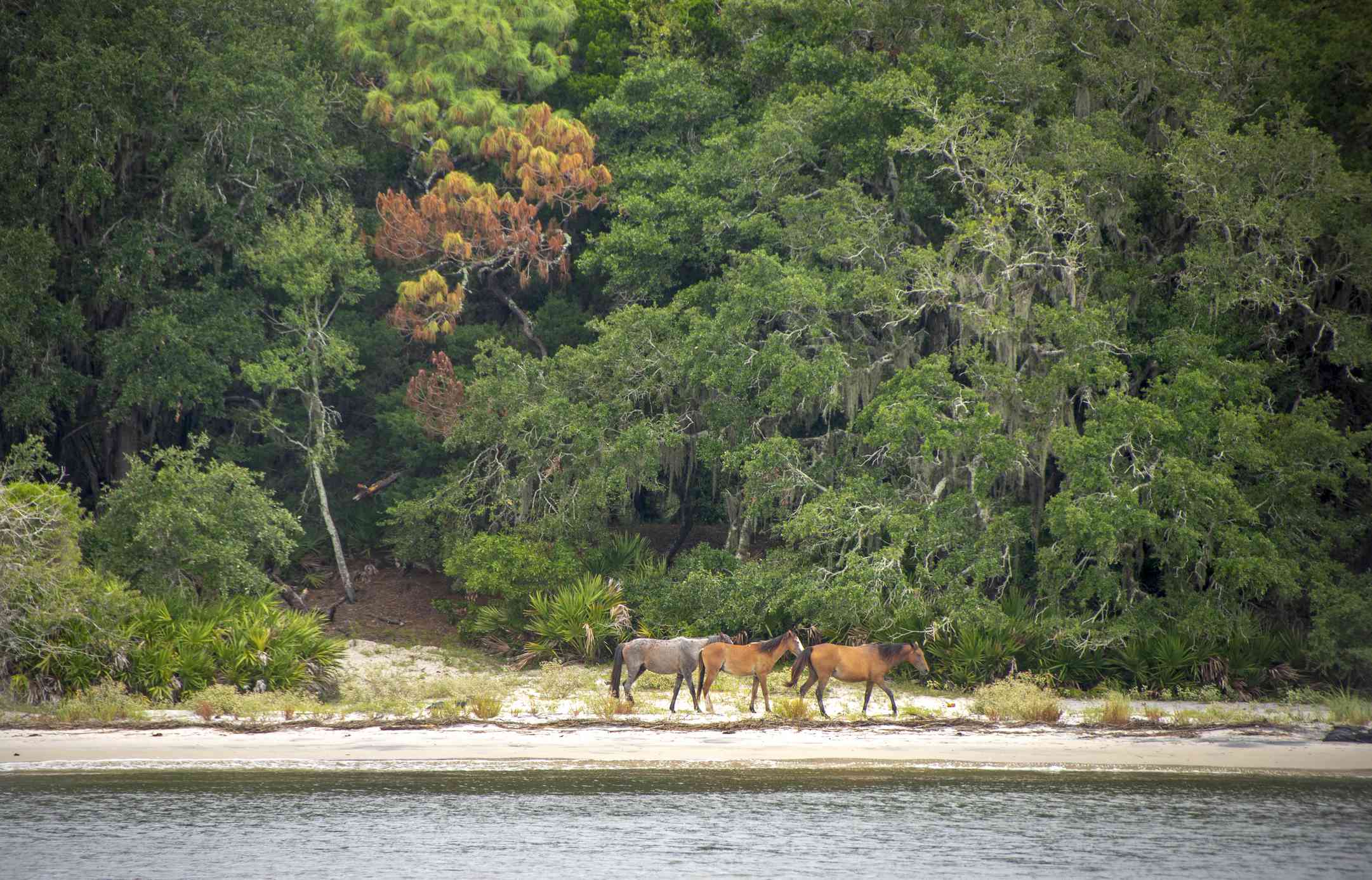 在坎伯兰岛国家海滨，三匹野马沿着海岸走，身后有大树＂width=