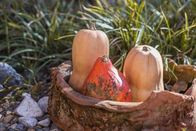 three heirloom pumpkins in wooden bowl outside in sunny grass