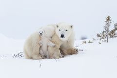 北极熊妈妈带着小熊