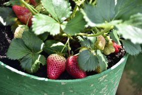 草莓植物在罐子里