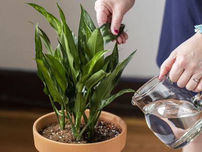 触摸植物叶片在浇水