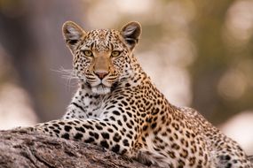 丘比国家公园的豹,博茨瓦纳。”>
          </noscript>
         </div>
        </div>
        <div class=