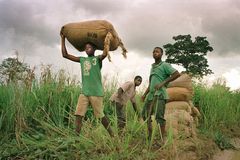西非可可农场的年轻工人