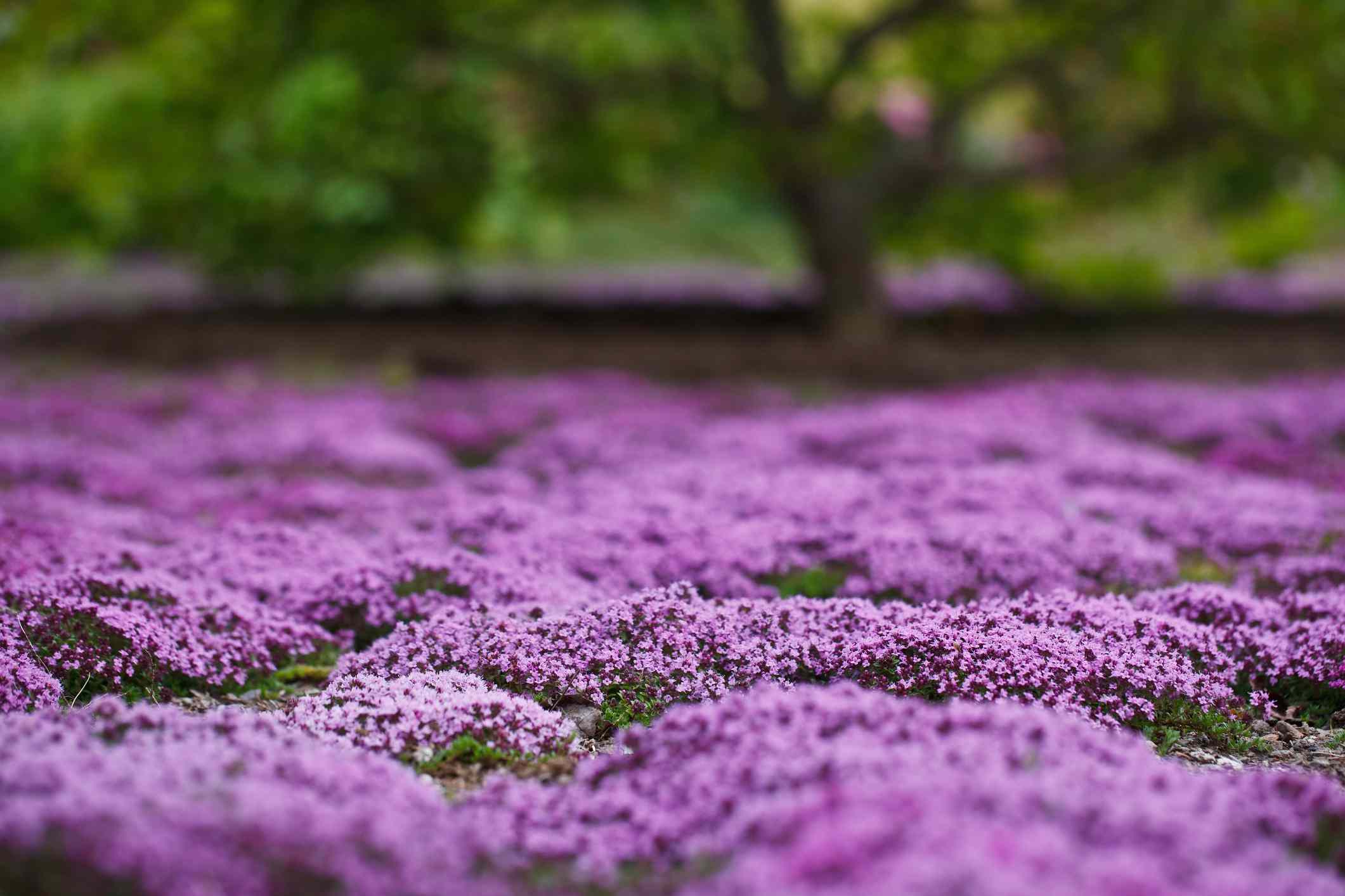 一片紫色的匍匐百里香田野，背景是一棵树。