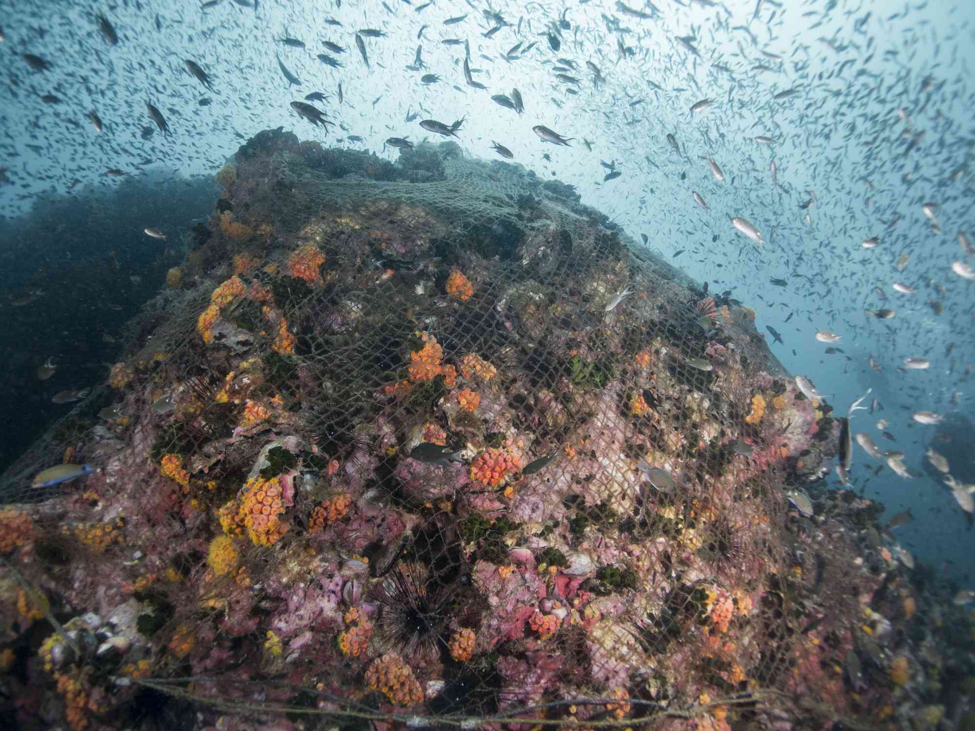 一张废弃的商业拖网，覆盖在泰国海湾三角形尖顶的珊瑚礁上＂width=
