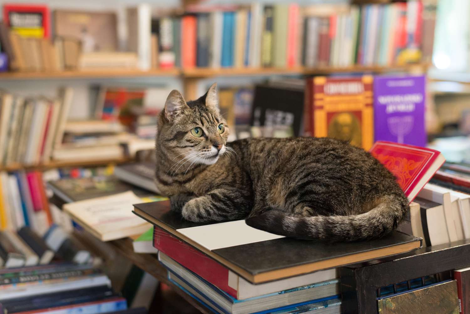猫躺在一堆五颜六色的书