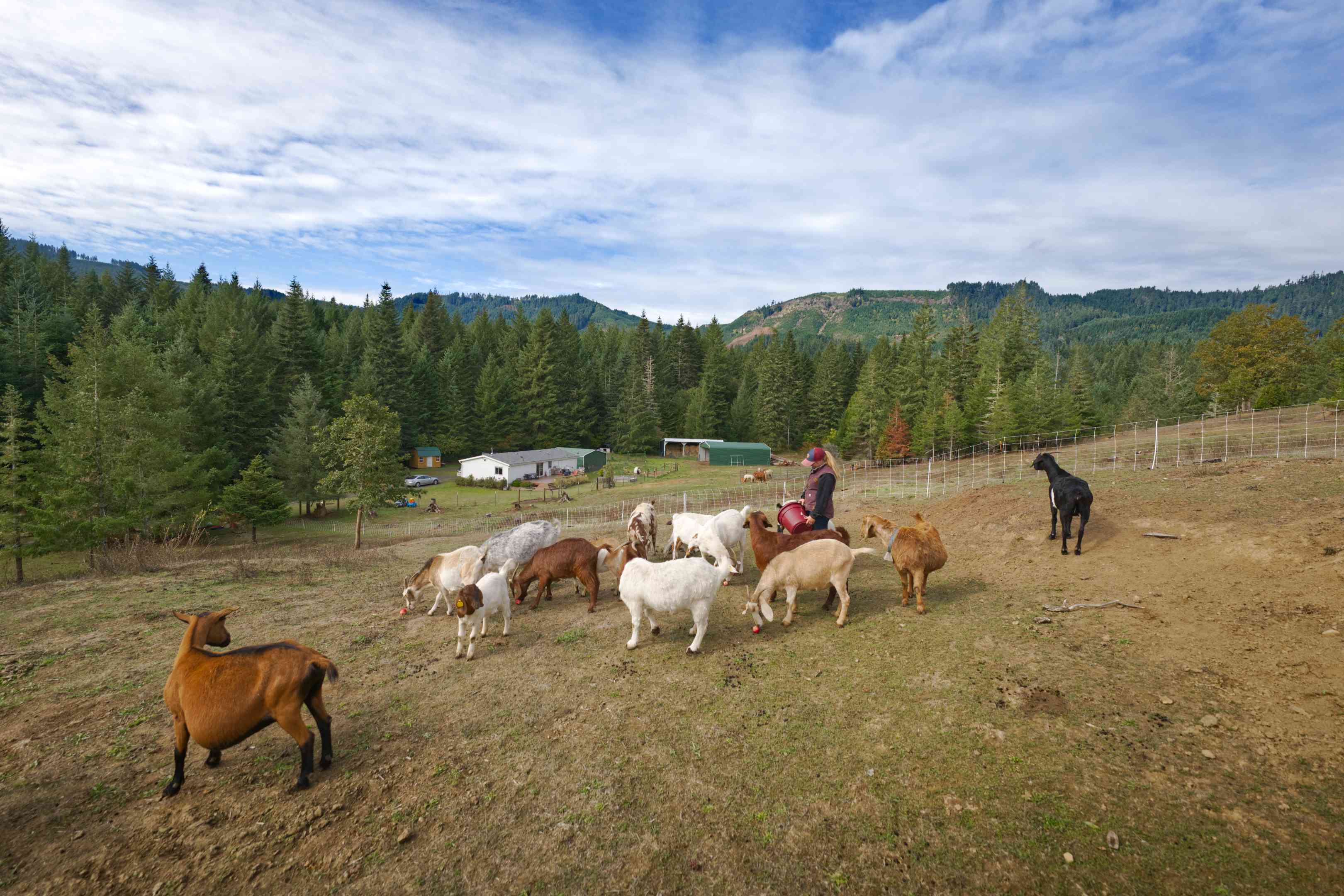 大型山羊牧场有各种各样的山羊，俄勒冈山脉在背景中
