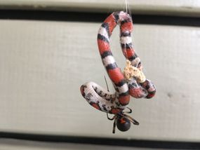 一条幼红蛇被困在棕色寡妇蜘蛛的网中