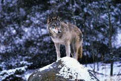 灰狼站在雪地里的岩石上