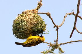 织布鸟与精心制作的巢