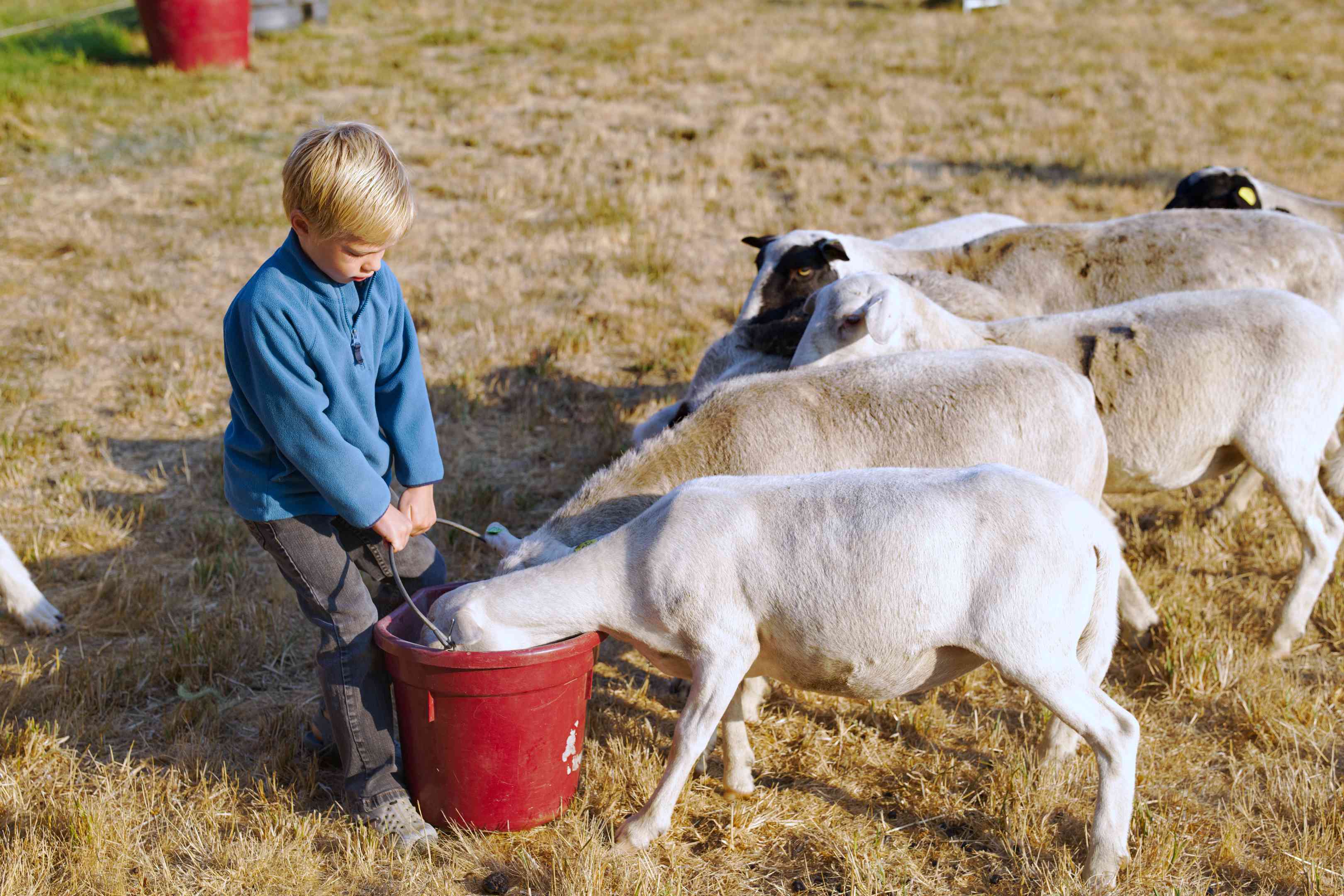 小男孩拿着装满食物的红桶，给羊喂食