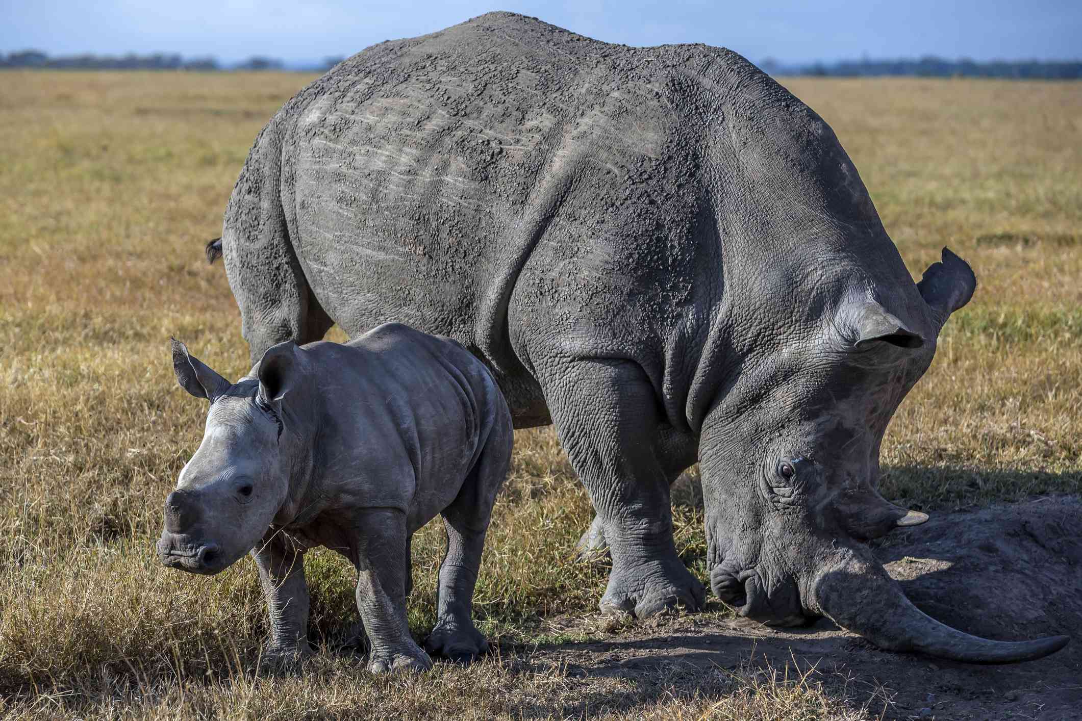 肯尼亚，一头黑犀牛带着幼崽在吃草＂width=