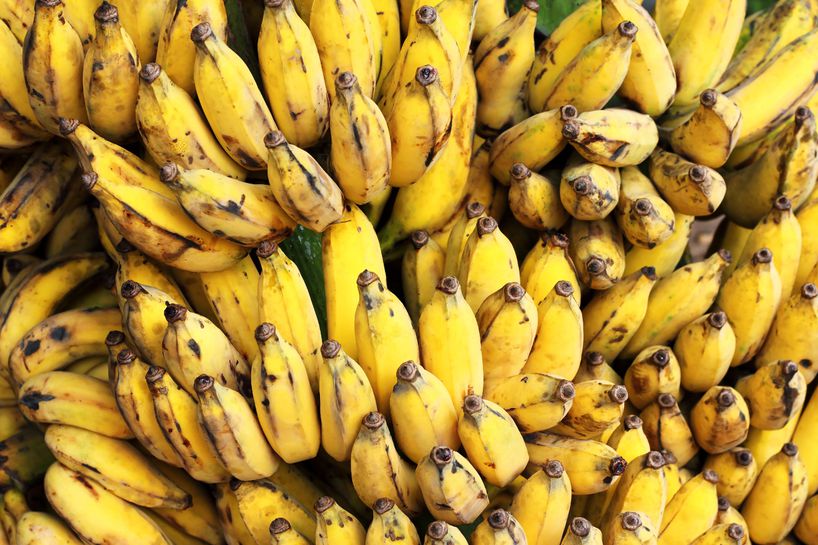 栽培的大香蕉枝条成熟