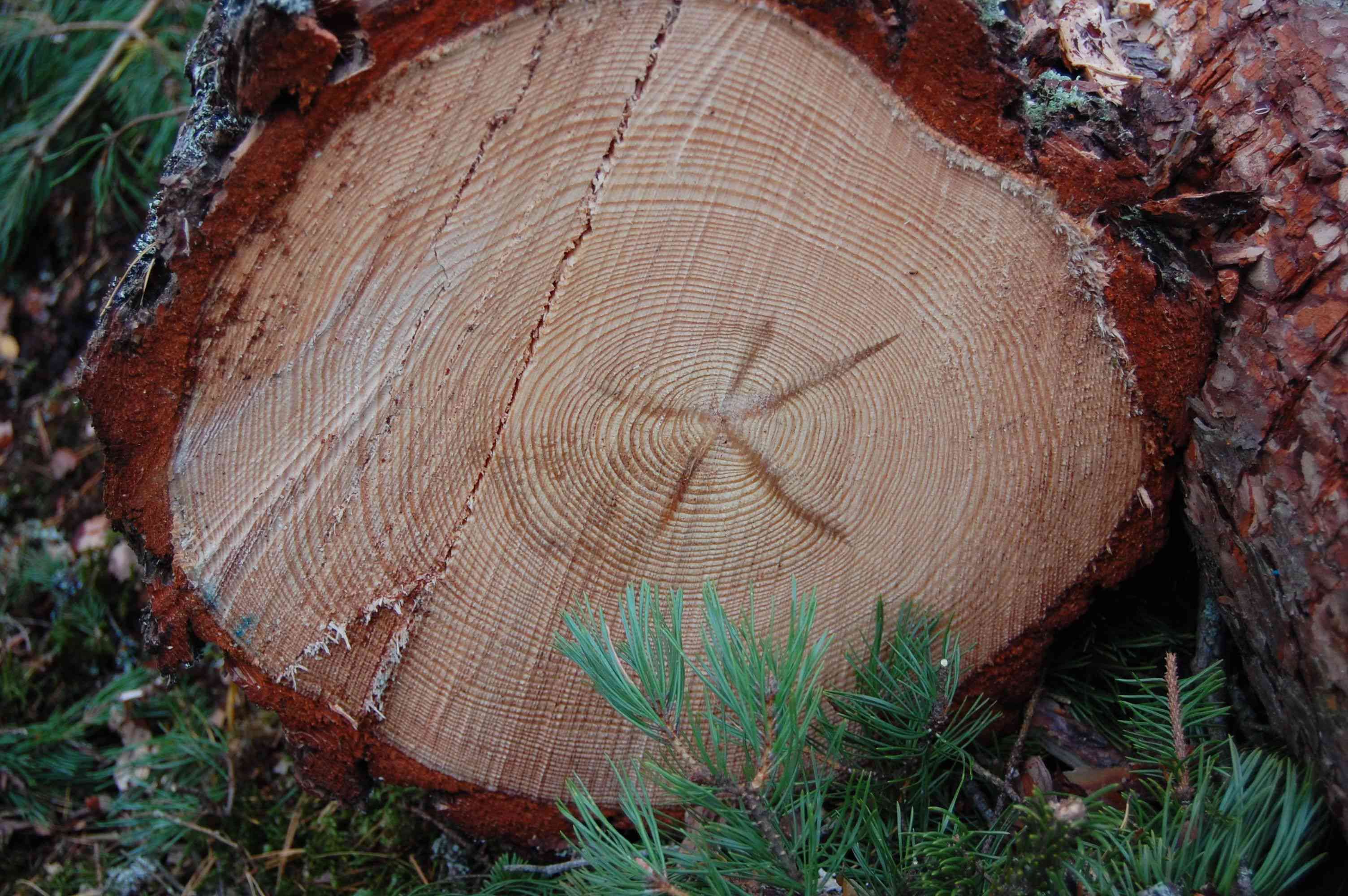 瑞典一棵可持续采伐树的横截面图